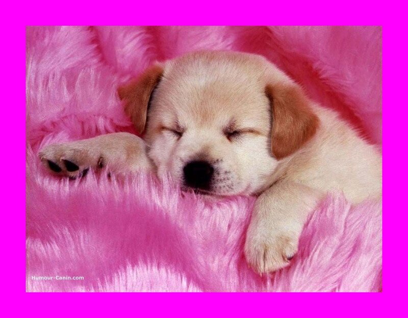 Sleeping Puppy on Pink Blanket — Peaceful