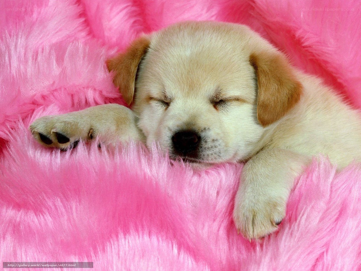 sleeping puppy on pink blanket
