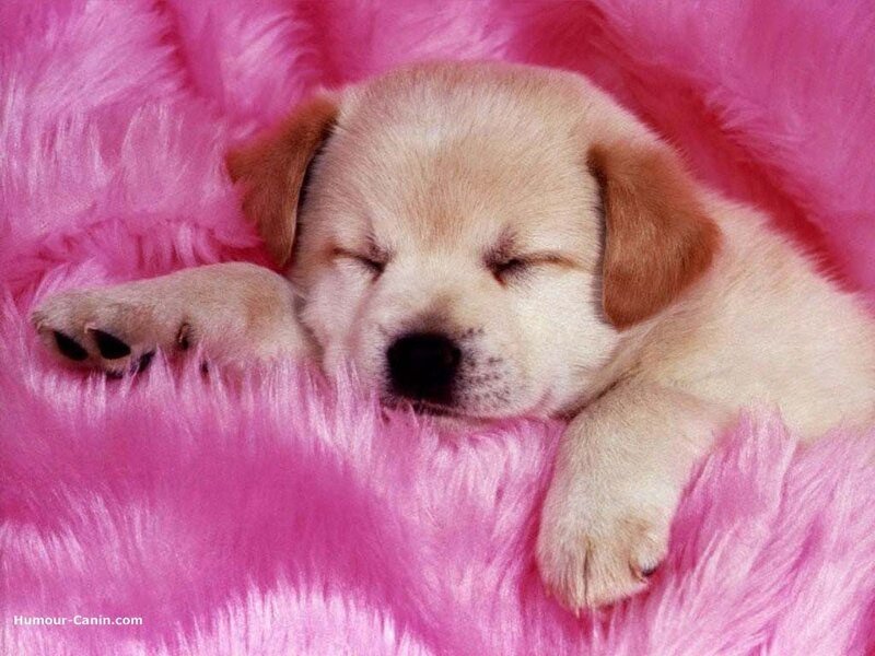 Sleeping Puppy on Pink