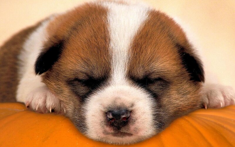 Sleeping Puppy on Pumpkin — Brown