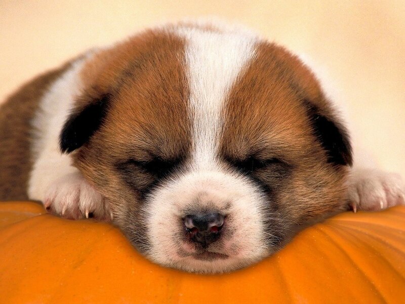 sleeping puppy on pumpkin