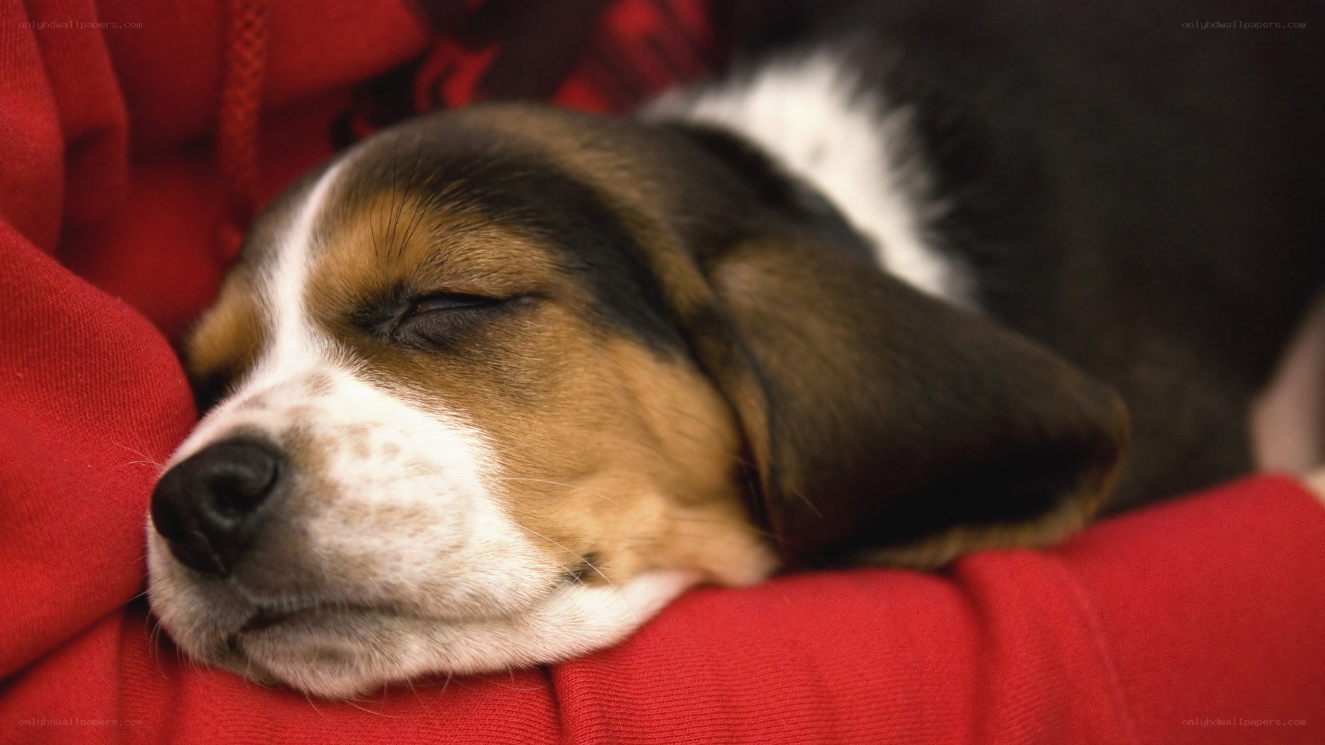Sleeping puppy on red fabric