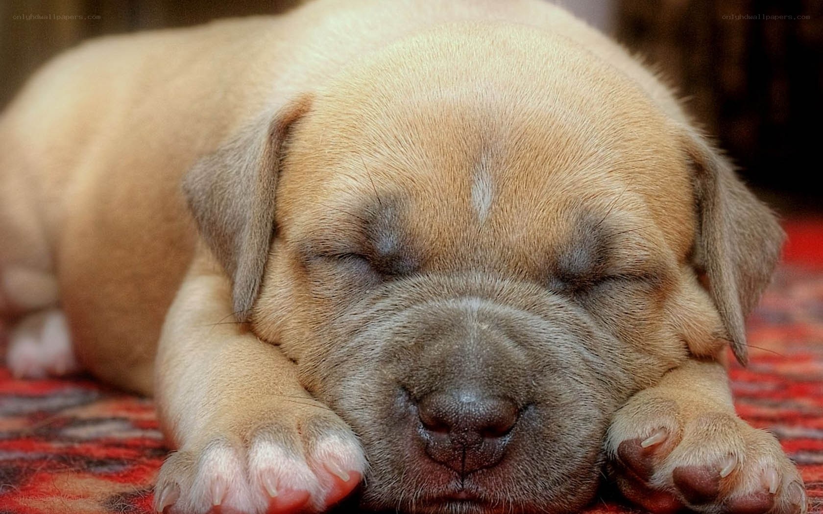 Sleeping puppy on rug