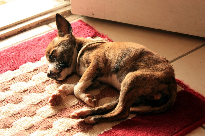 Sleeping puppy on rug