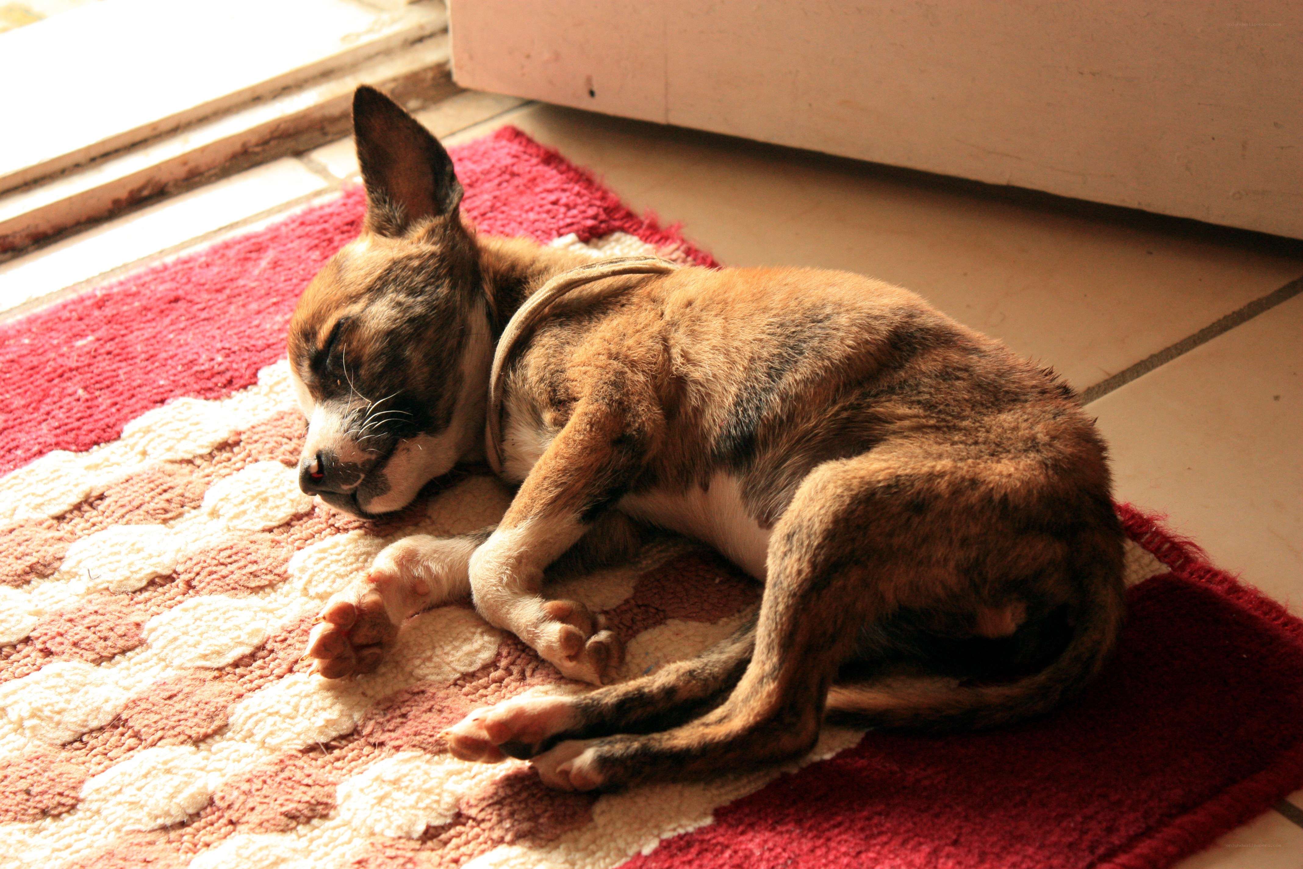 Sleeping puppy on rug