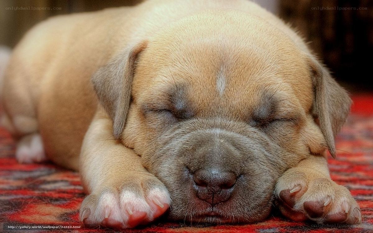 Sleeping puppy on rug