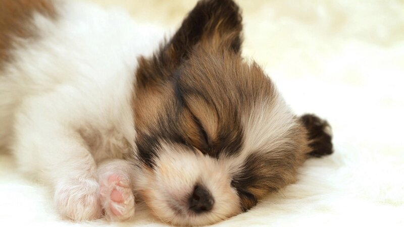 Sleeping puppy on soft blanket