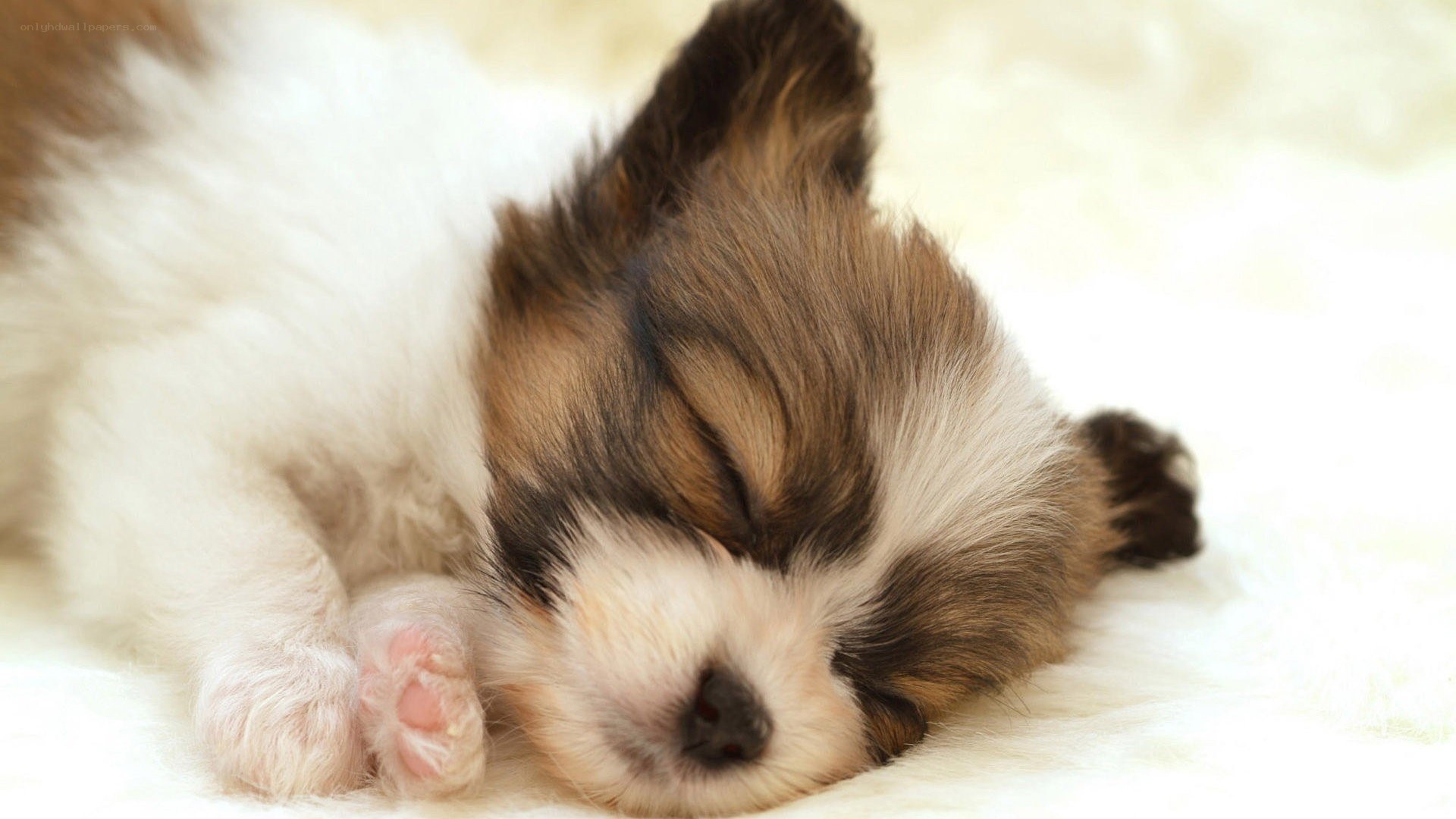 Sleeping puppy on soft blanket