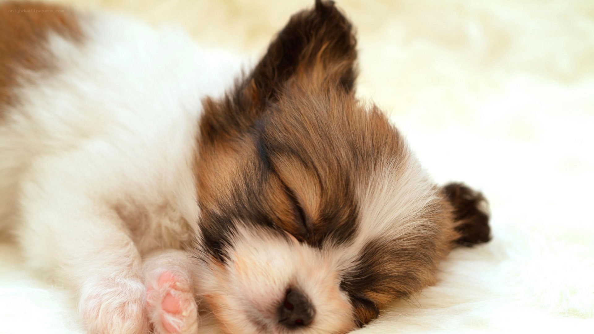 Sleeping puppy on soft blanket