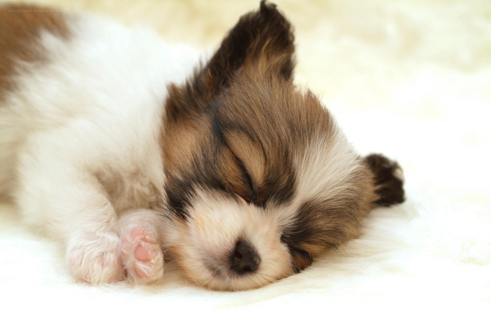 Sleeping puppy on soft blanket