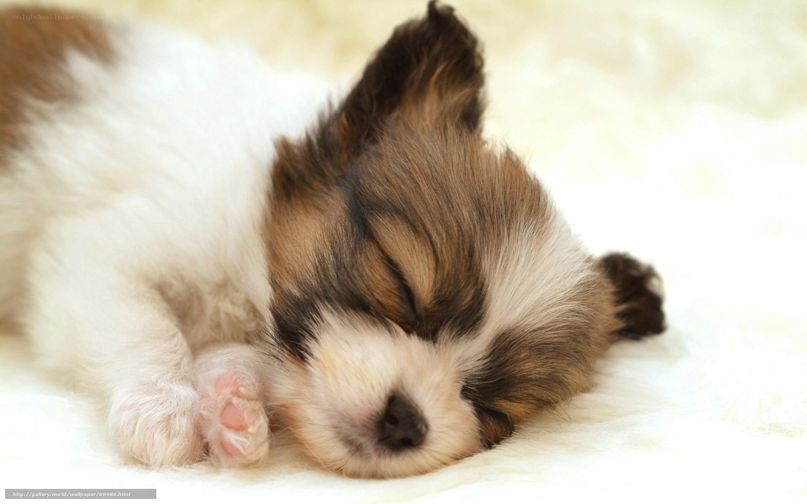 Sleeping puppy on soft blanket