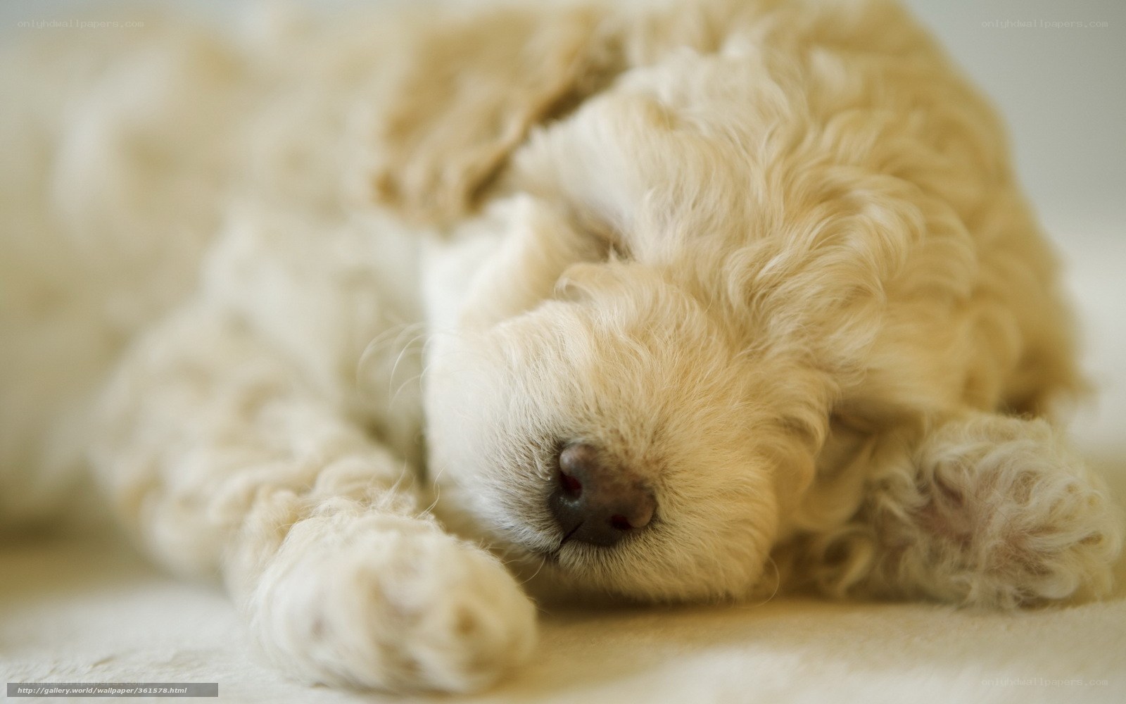 Sleeping puppy on soft surface