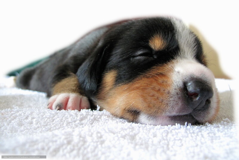 Sleeping puppy on towel