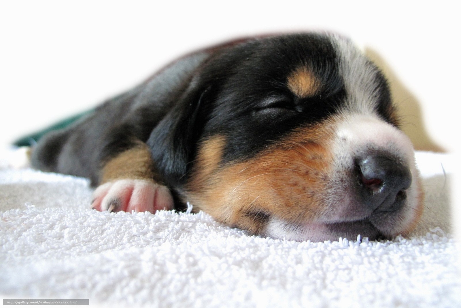 Sleeping puppy on towel