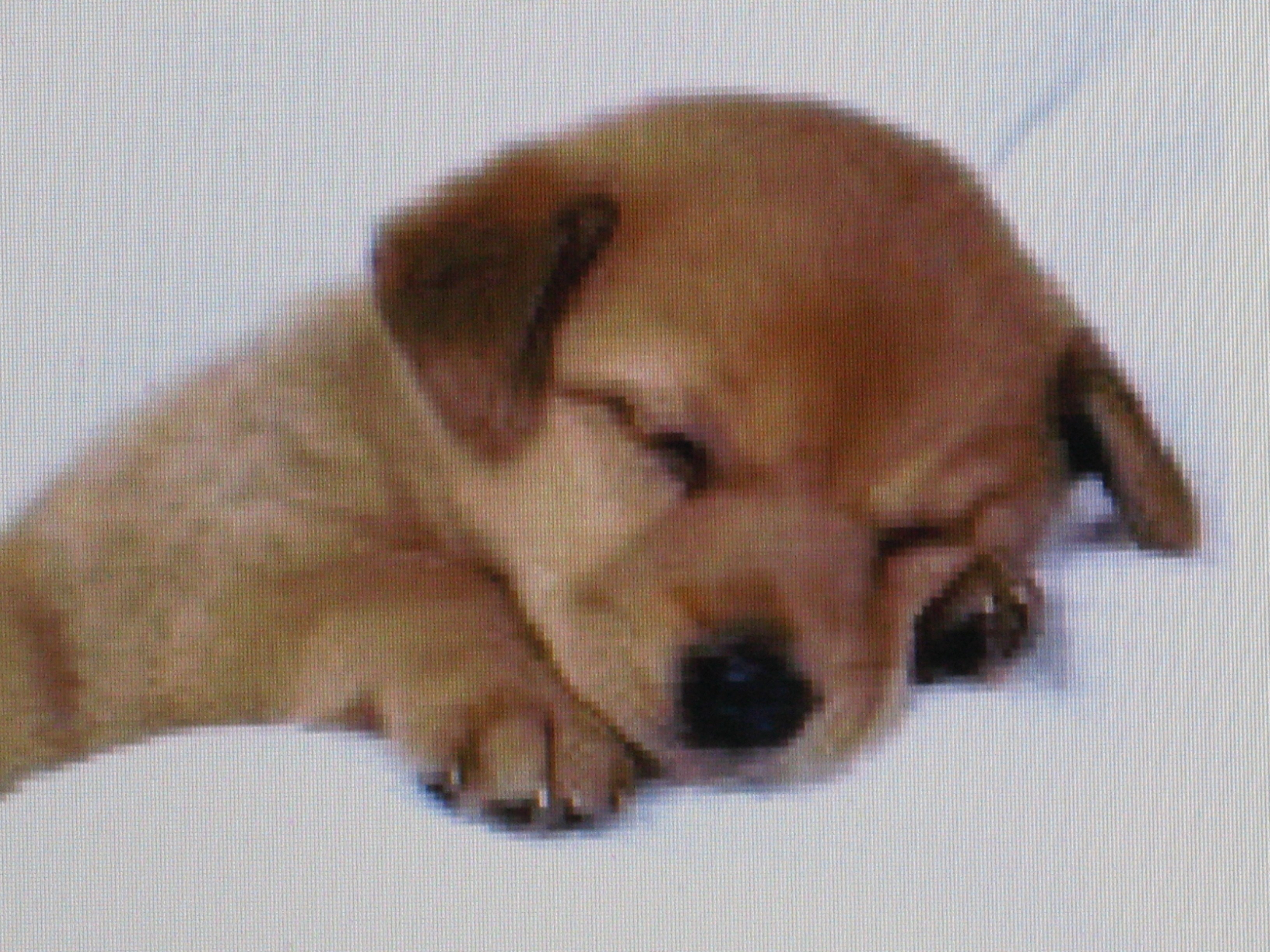 sleeping puppy on white
