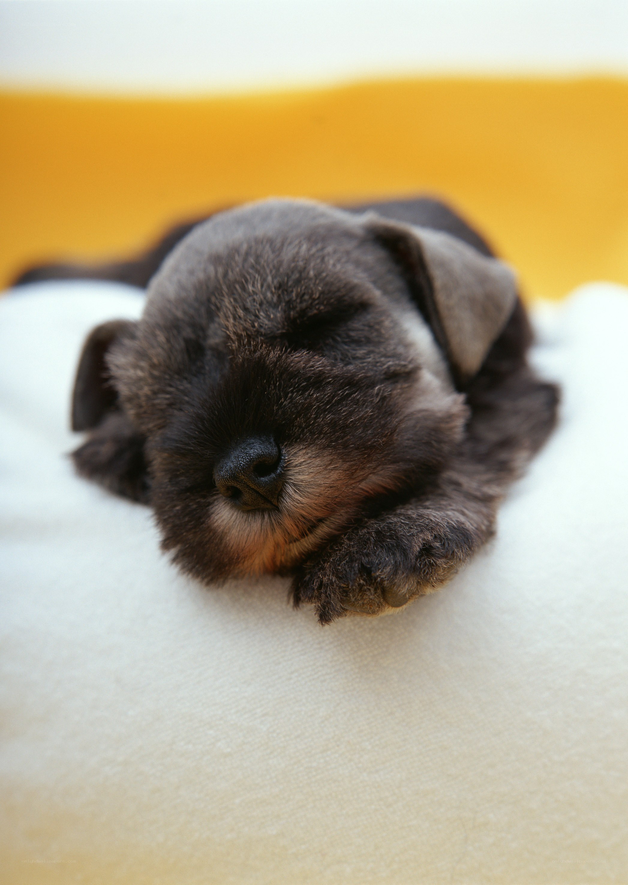 Sleeping puppy on white blanket
