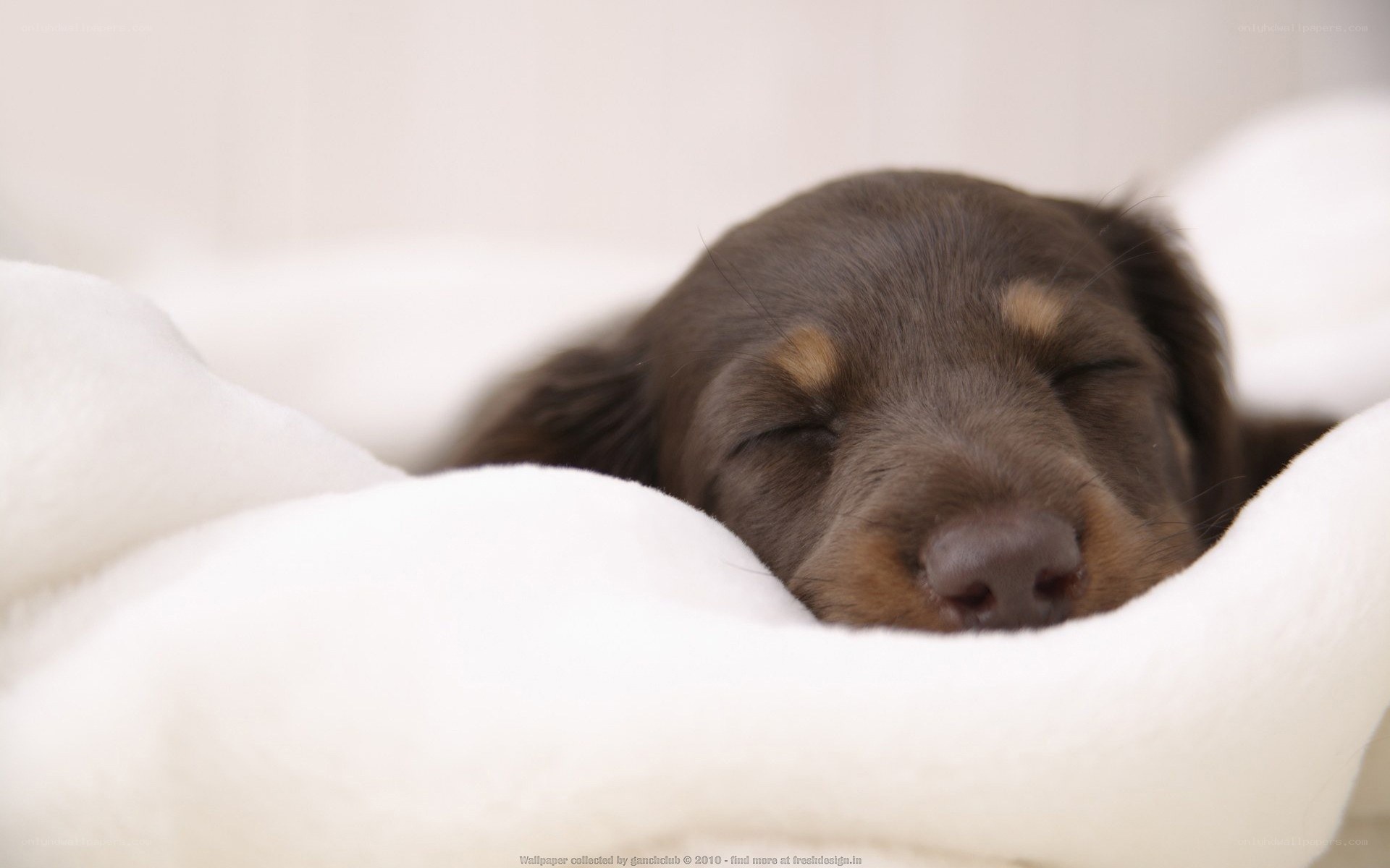 Sleeping puppy on white blanket