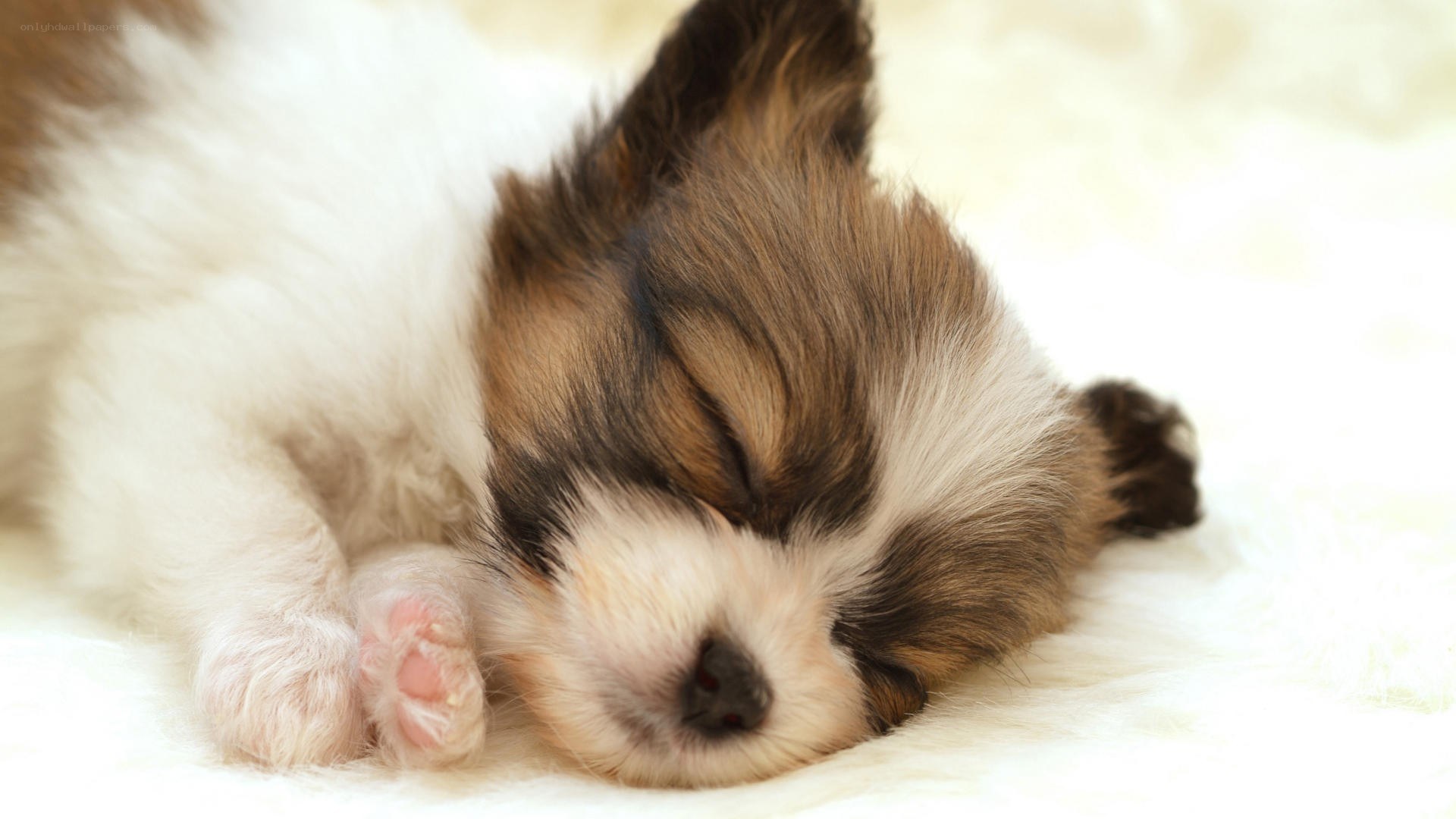 sleeping puppy on white blanket