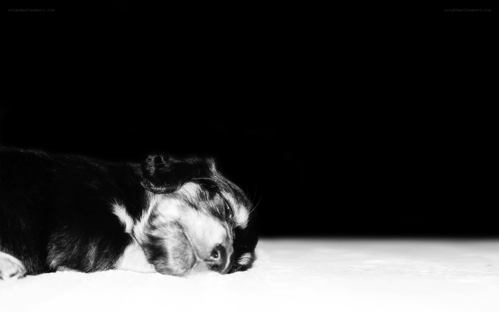 sleeping puppy on white
