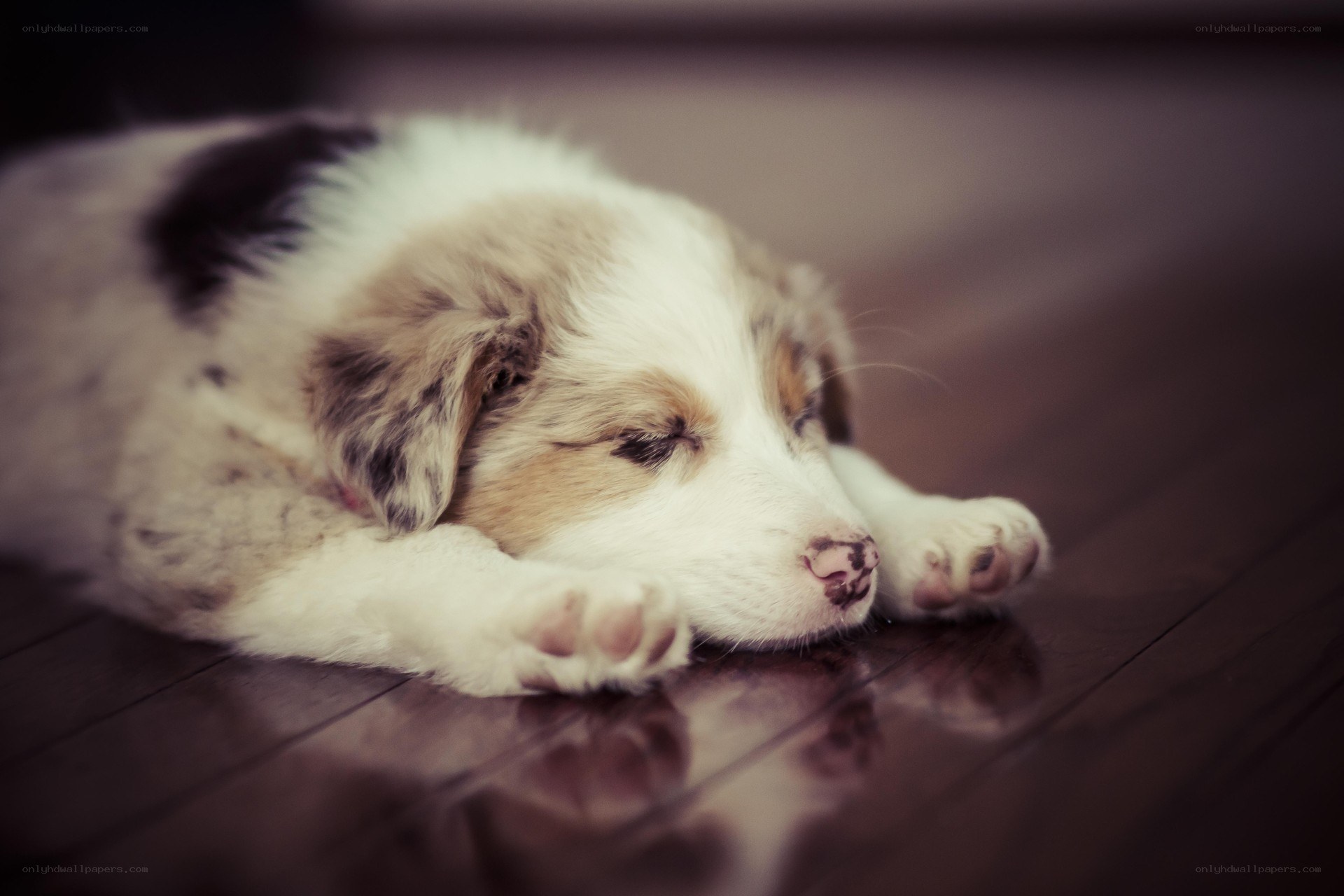 Sleeping puppy on wood floor