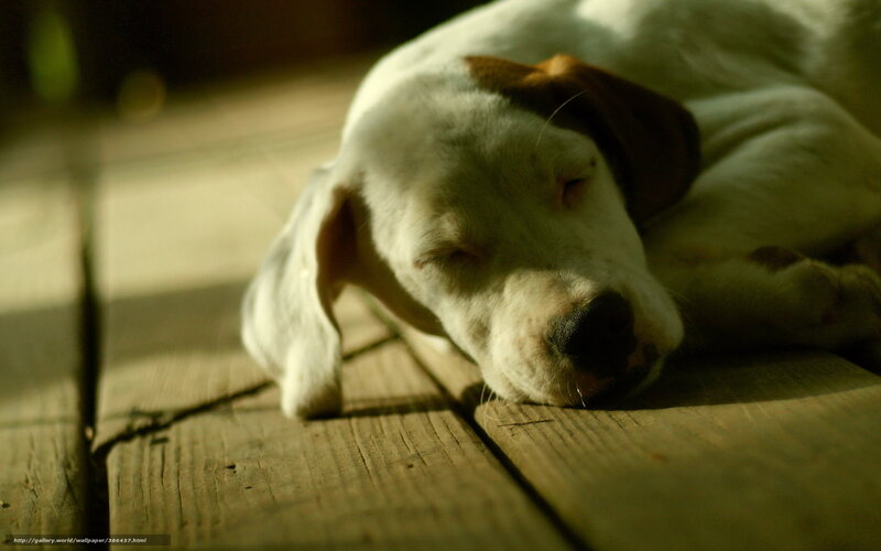 Sleeping Puppy on Wood