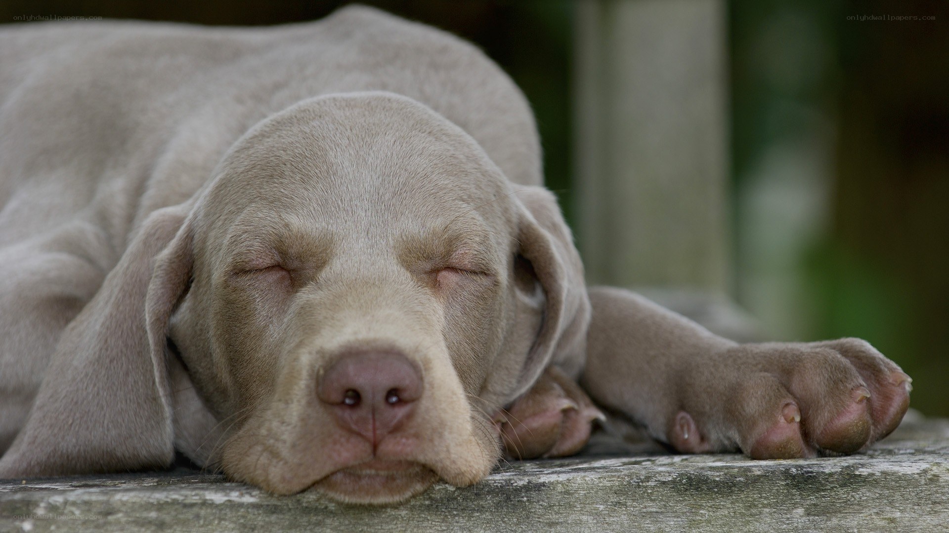 sleeping puppy on wooden surface