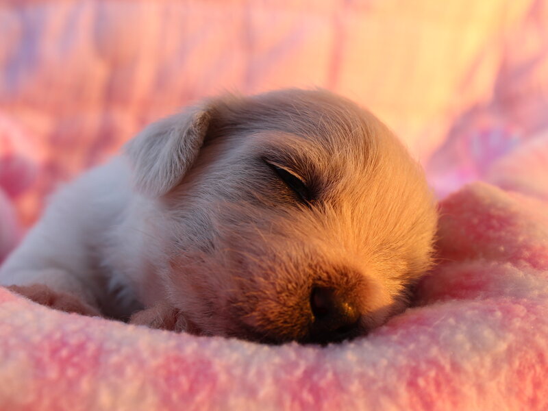 Sleeping Puppy — Pink