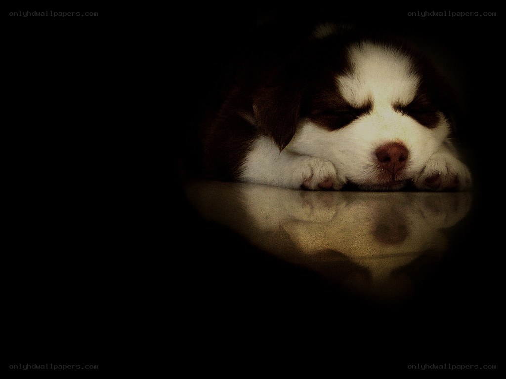 sleeping puppy reflection