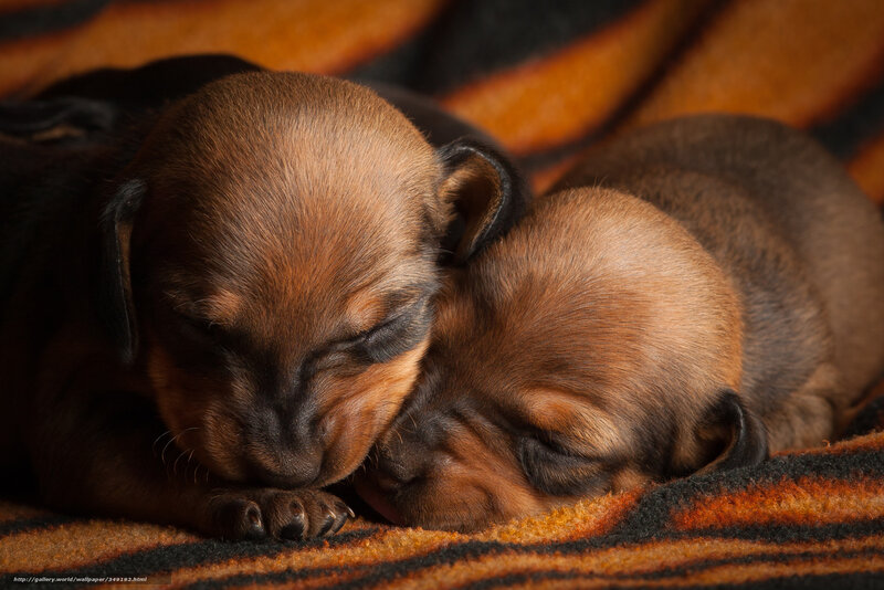 Sleeping puppy siblings