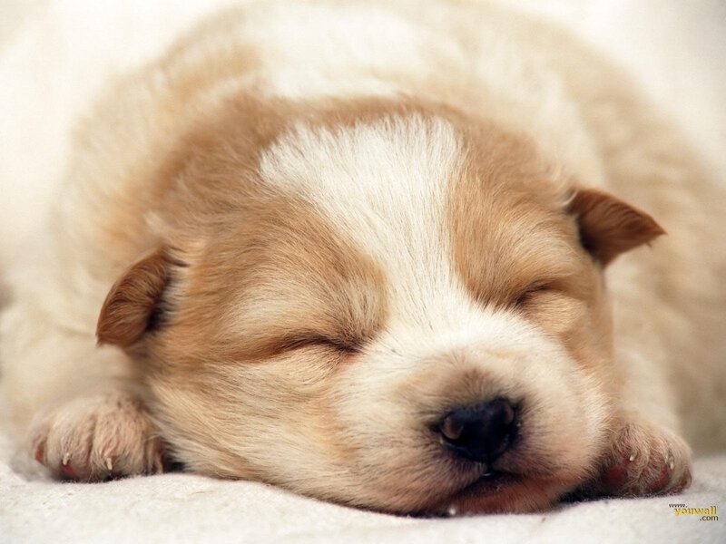 Sleeping Puppy