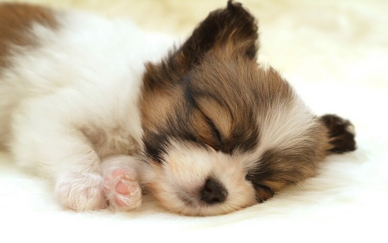 Sleeping Puppy — White, Peaceful, Photograph, Blanket