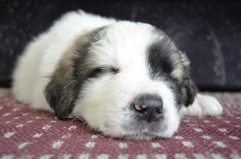 Sleeping Puppy — White, Peaceful, Photograph, Carpet