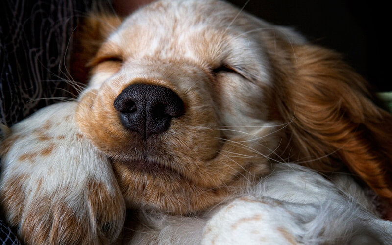 Sleeping Puppy — White, Peaceful, Photograph, Paw