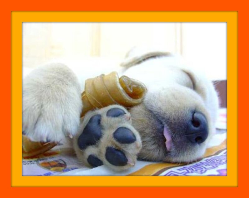 Sleeping Puppy — White, Peaceful, Photograph