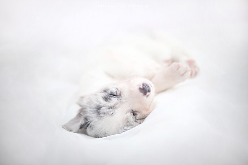 Sleeping Puppy — White, Serene