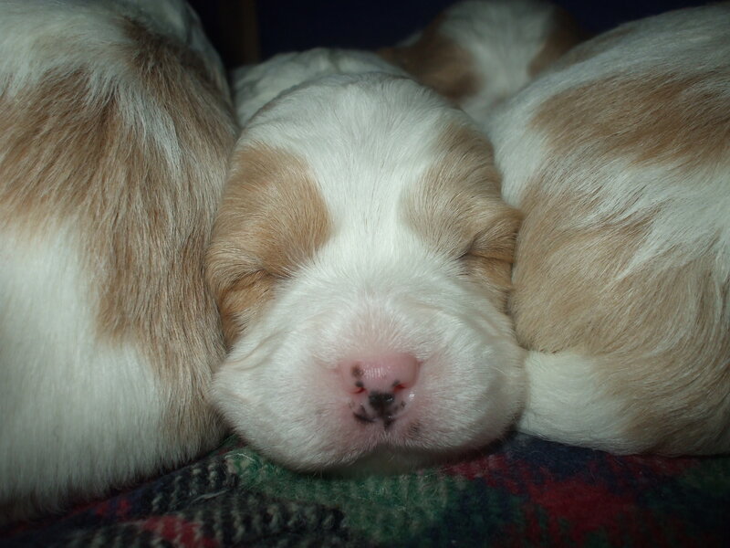 Sleeping Puppy — White