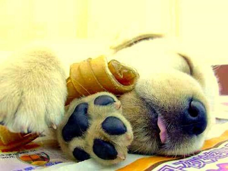Sleeping Puppy with Bone