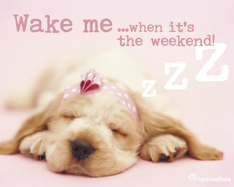 Sleeping Puppy with Bow — Pink