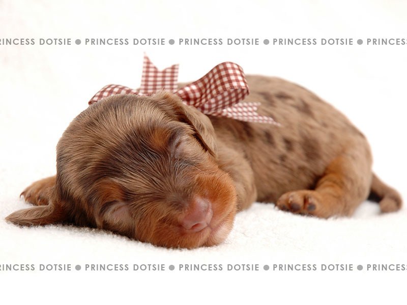 sleeping puppy with bow