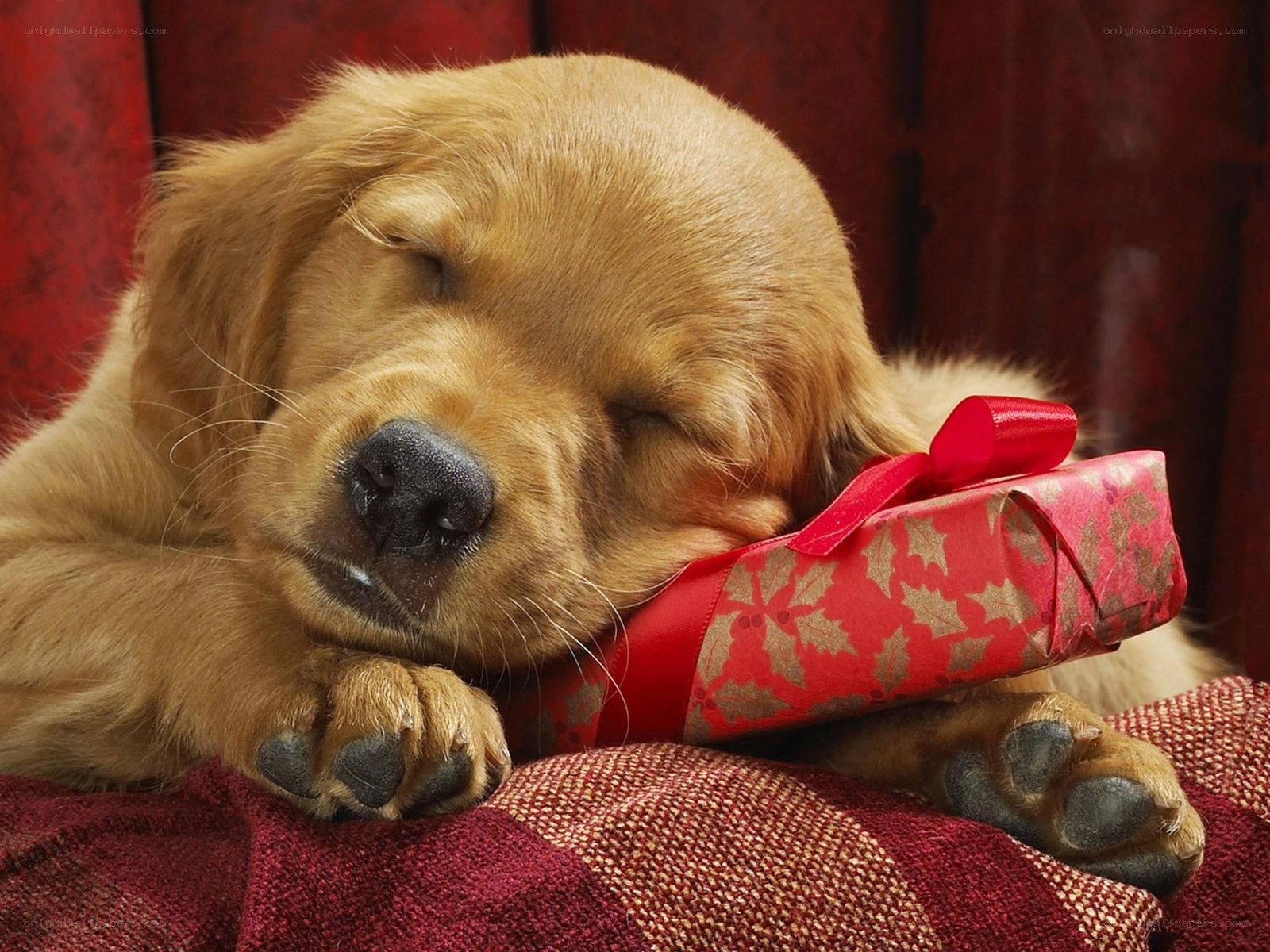 Sleeping puppy with gift