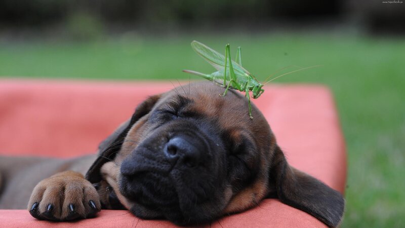 Sleeping Puppy with Grasshopper — Brown
