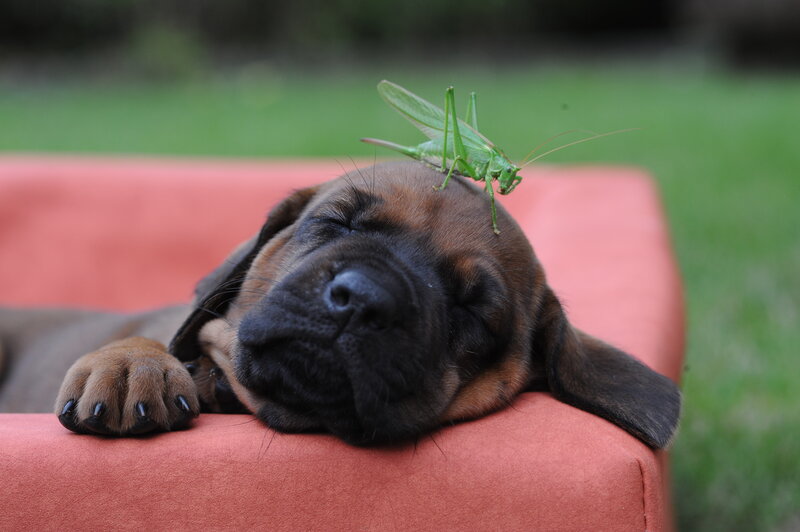 Sleeping Puppy with Grasshopper