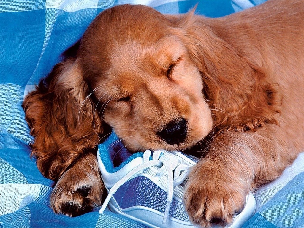 Sleeping puppy with shoe