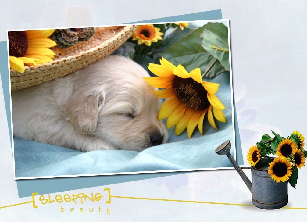 Sleeping puppy with sunflowers