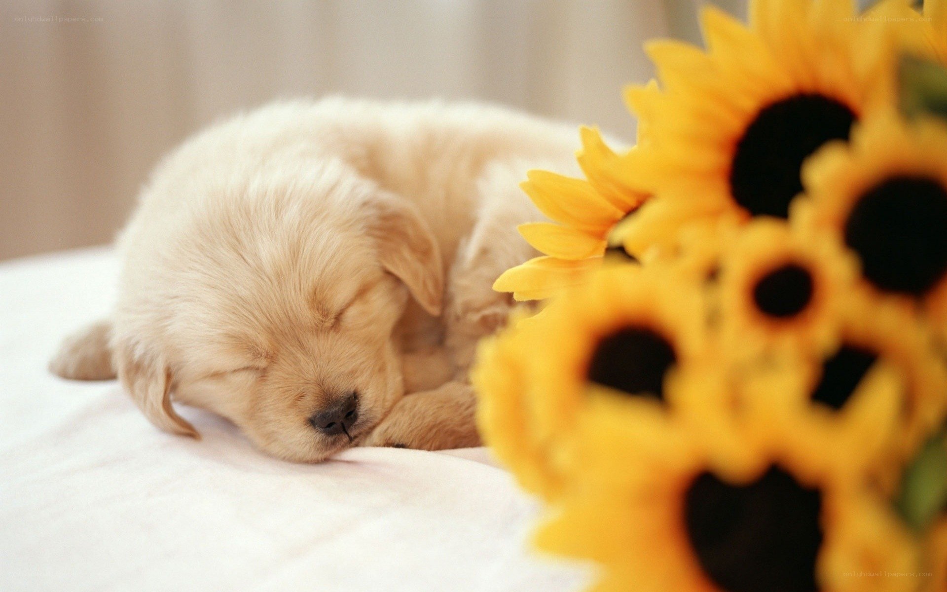 Sleeping puppy with sunflowers
