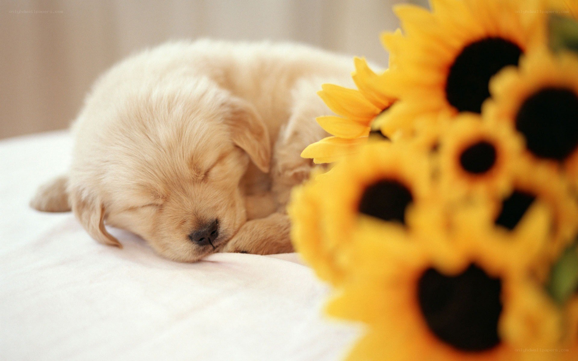Sleeping puppy with sunflowers