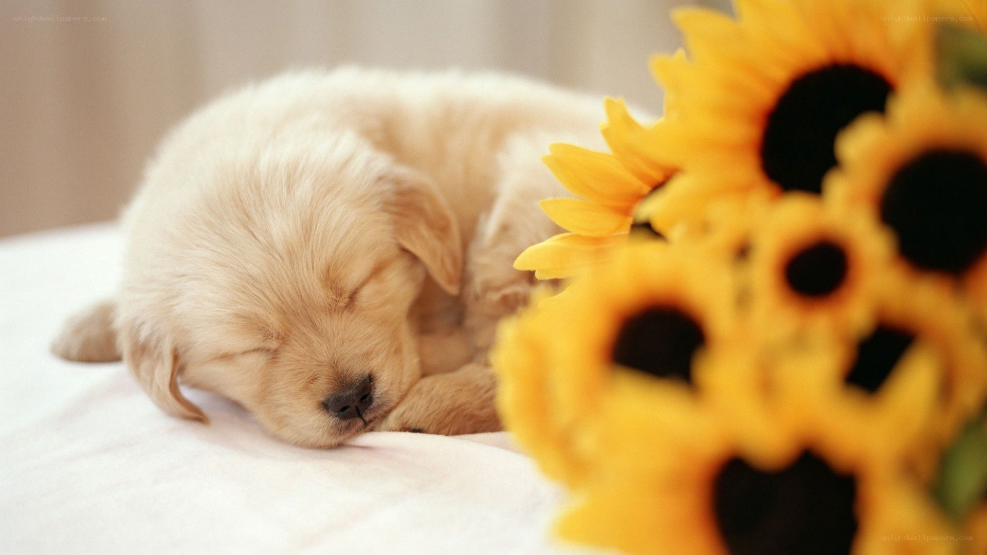 Sleeping puppy with sunflowers