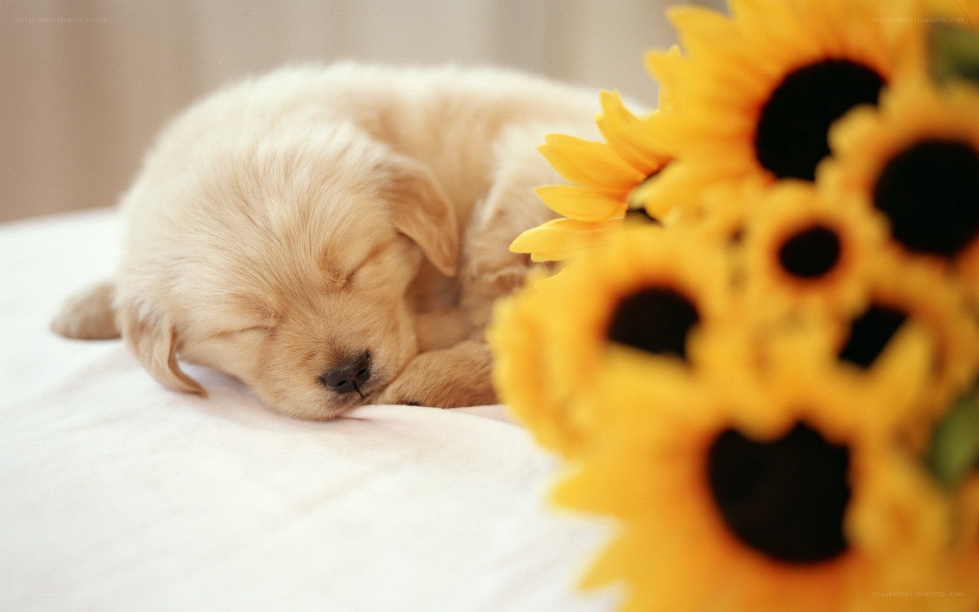 Sleeping puppy with sunflowers