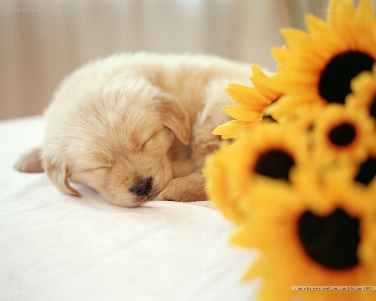 Sleeping puppy with sunflowers