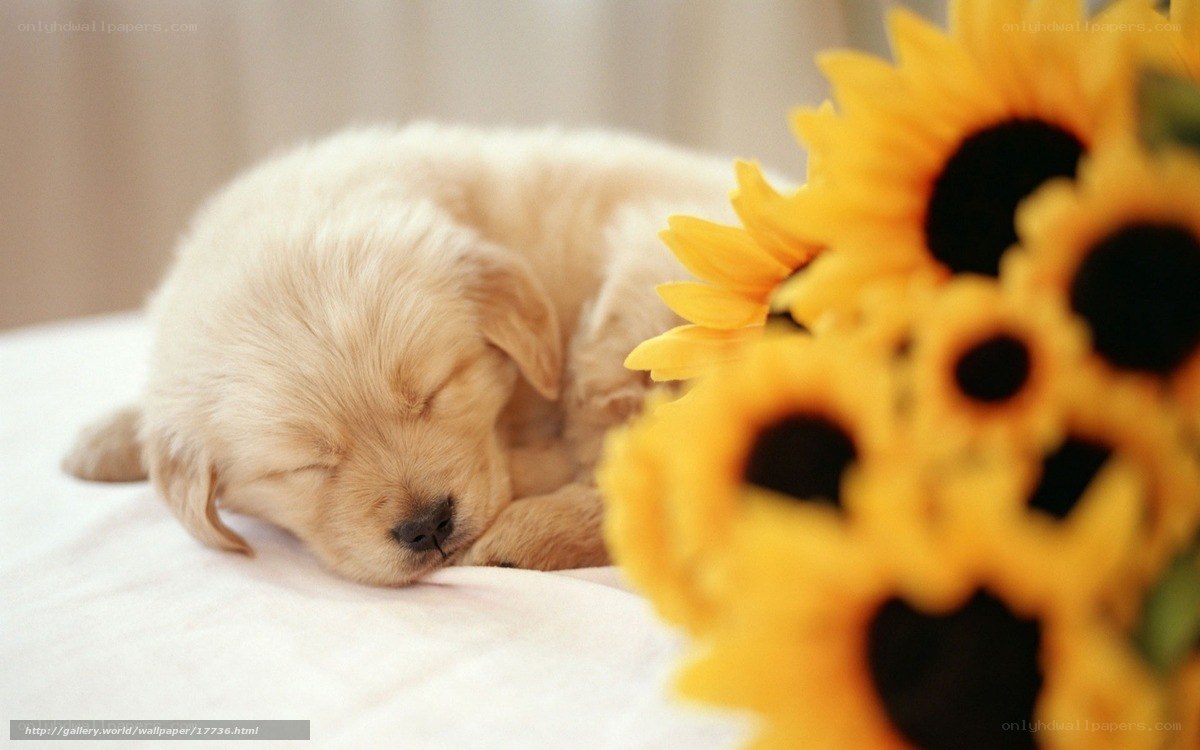 Sleeping puppy with sunflowers